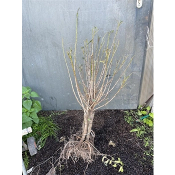 WIŚNIA ozdobna szczepiona NA PNIU - sadzonki 70 / 90